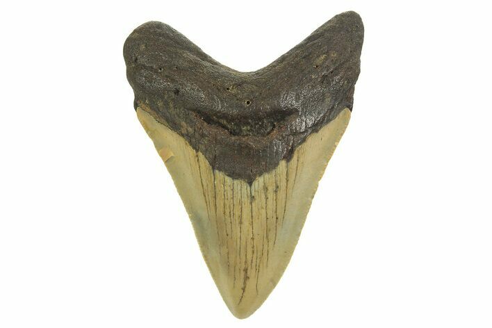 Serrated, Fossil Megalodon Tooth - North Carolina #298873